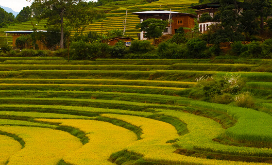 place to visit Punakha